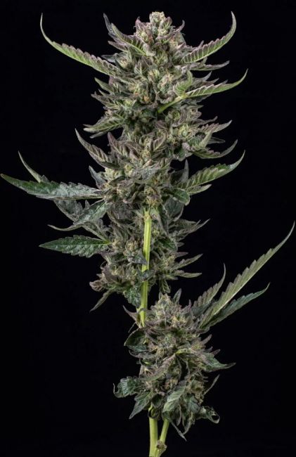 Notorious THC Feminised Seeds - 5