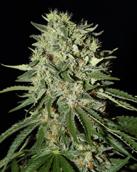 The Doctor Feminised Seeds - 10