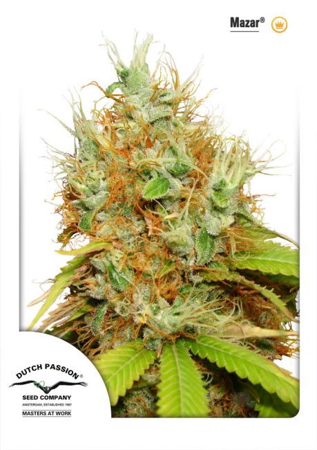 Mazar Feminised Seeds - 5