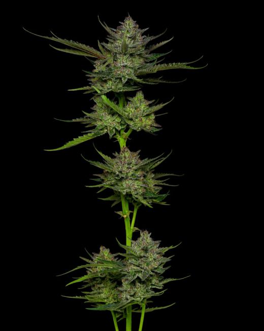 Sour Apple Auto Feminised Seeds - 5