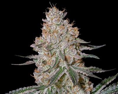 HighCloudZ Feminised Seeds - 10