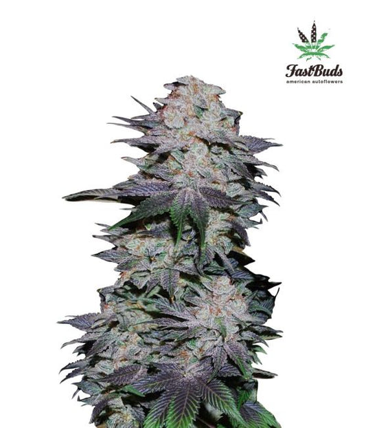 Blackberry Auto Feminised Seeds - 3