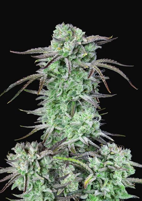 Strawberry Banana Auto Feminised Seeds - 5