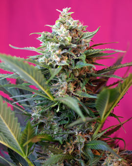 Big Devil XL Auto Feminised Seeds - 3