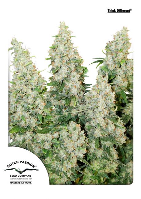 Think Different Auto Feminised Seeds - 3