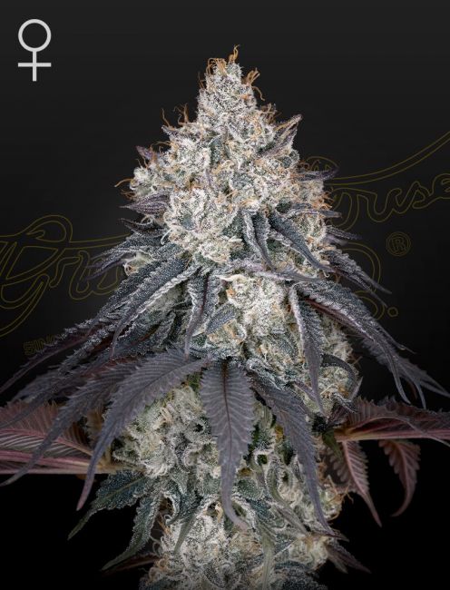 Lemon Orange Feminised Seeds - 10