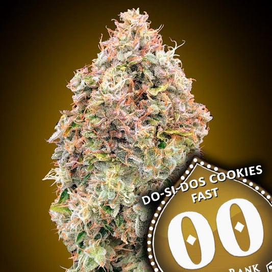 Do-Si-Dos Cookies FAST Feminised Seeds - 5