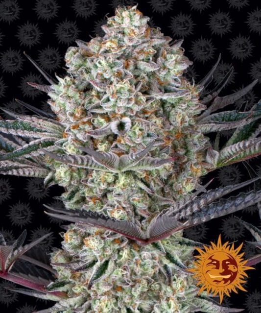 Dos Si Dos 33 Feminised Seeds - 5