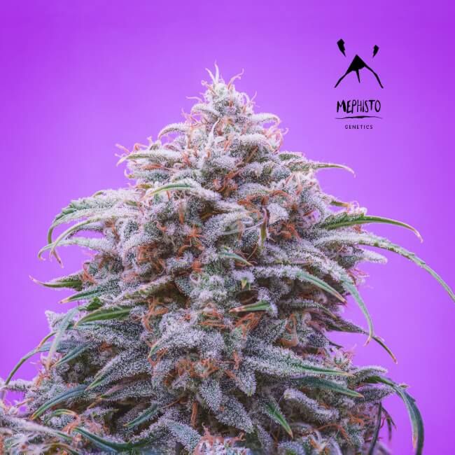 Double Grape Auto Feminised Seeds - 3