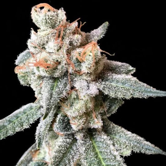 BT7 Feminised Seeds (Crockett Family Farms) - 6