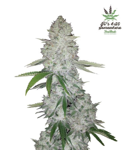 Gorilla Glue Auto Feminised Seeds - 5