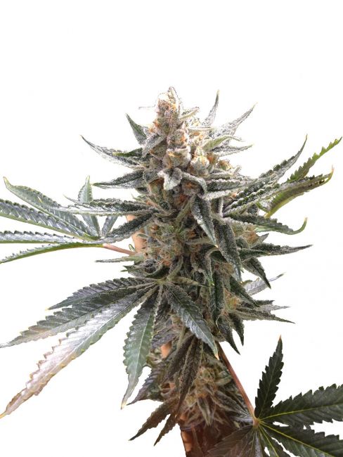 Tangie Regular Seeds - 13