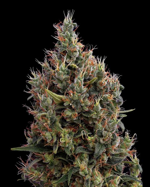 Big Bang AUTOFLOWERING Feminised Seeds - 10