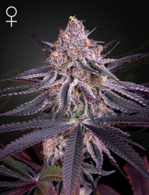 King's Juice Feminised Seeds - 10