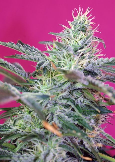 Sweet Cheese Auto Feminised Seeds - 3