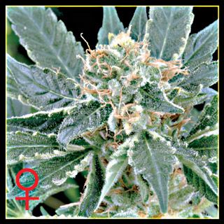 A.M.S. Feminised Seeds - 3