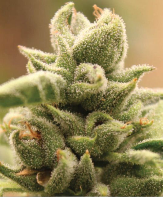 Magic Melon Feminised Seeds - 5