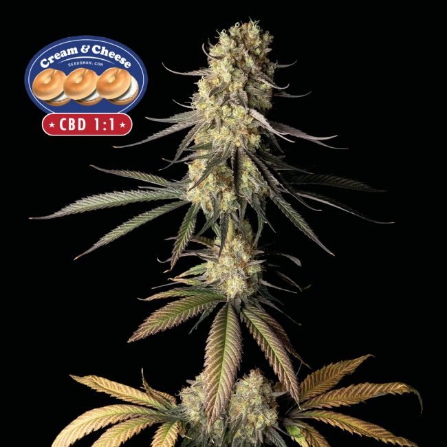 Cream & Cheese CBD 1:1 Feminised Seeds - 5