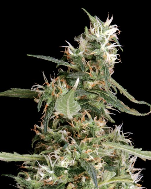 Arjan's Ultra Haze #1 Feminised Seeds - 10