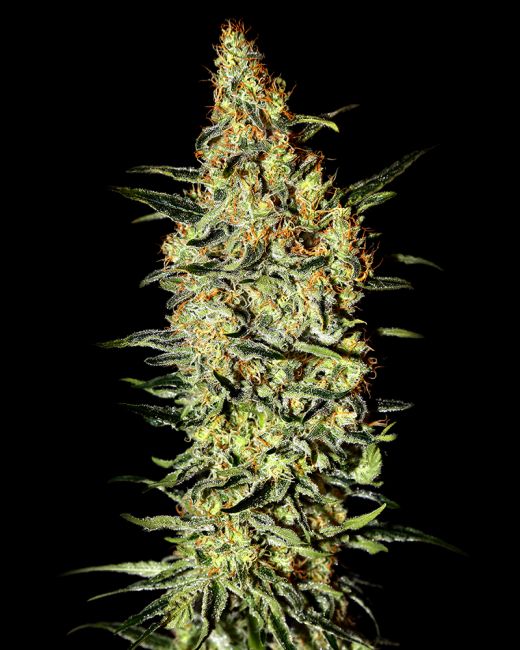 Neville's Haze Feminised Seeds - 10