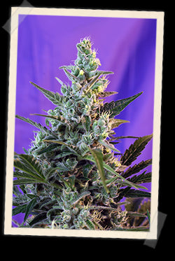 Sweet Skunk F1 FAST Version Feminised Seeds - 3