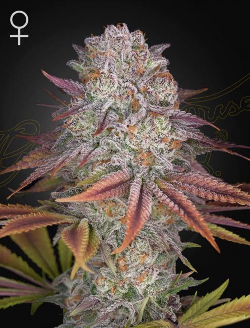 Pulp Friction Feminised Seeds - 10