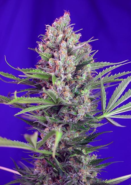 Cream Mandarine F1 FAST Version Feminised Seeds - 3