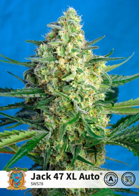 Jack 47 XL Auto Feminised Seeds - 3