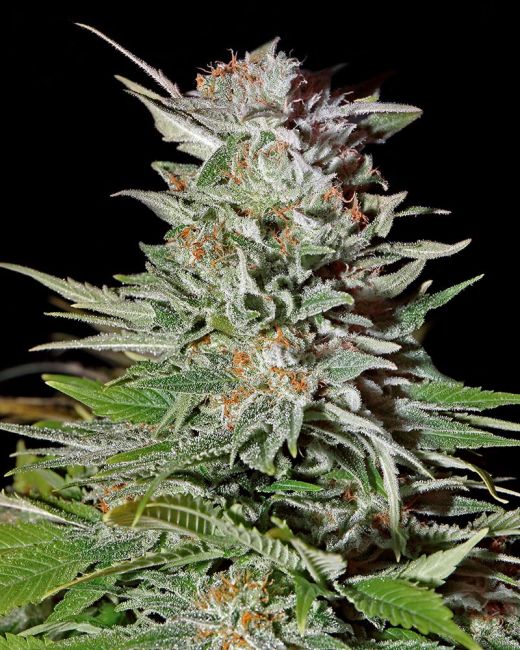 Super Lemon Haze Auto Feminised Seeds - 10