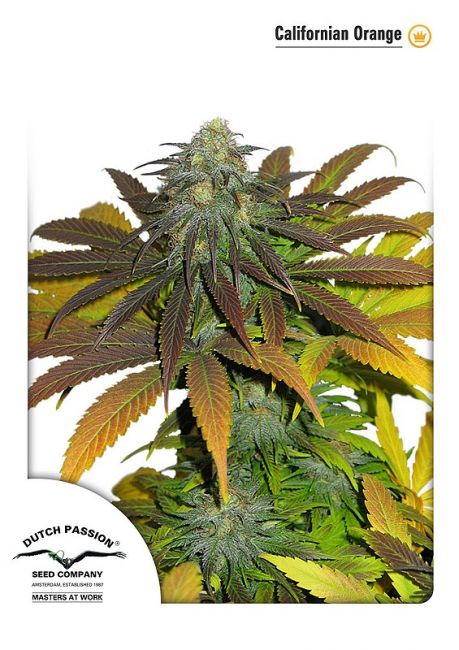 Californian Orange Feminised Seeds - 5