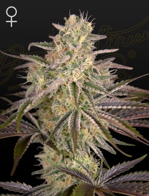 Cloud Walker Feminised Seeds - 10