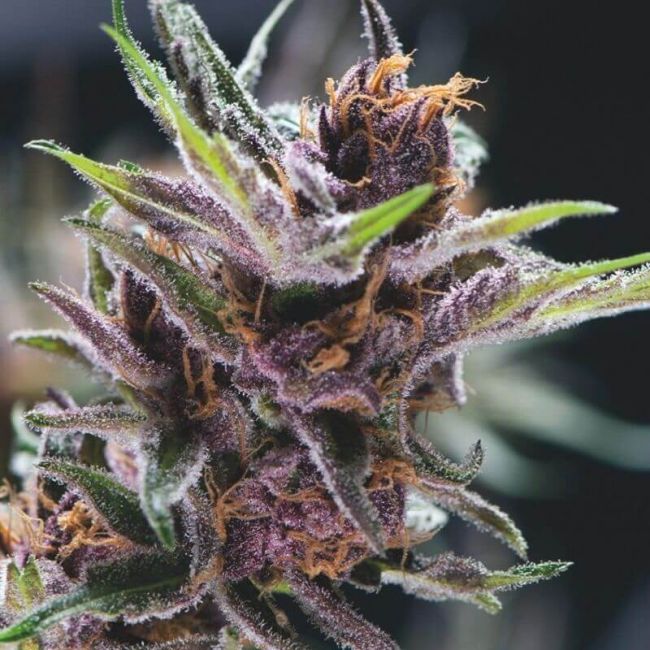 Black Cherry Punch Feminised Seeds - 5