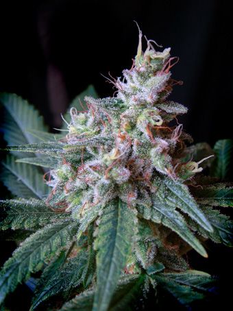 Cream Caramel Feminised Seeds - 5