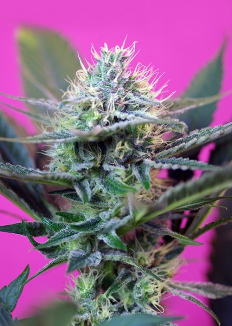 Speed + Auto Feminised Seeds - 3