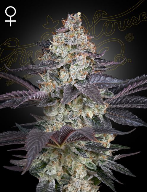 Ztrawberry Feminised Seeds - 10