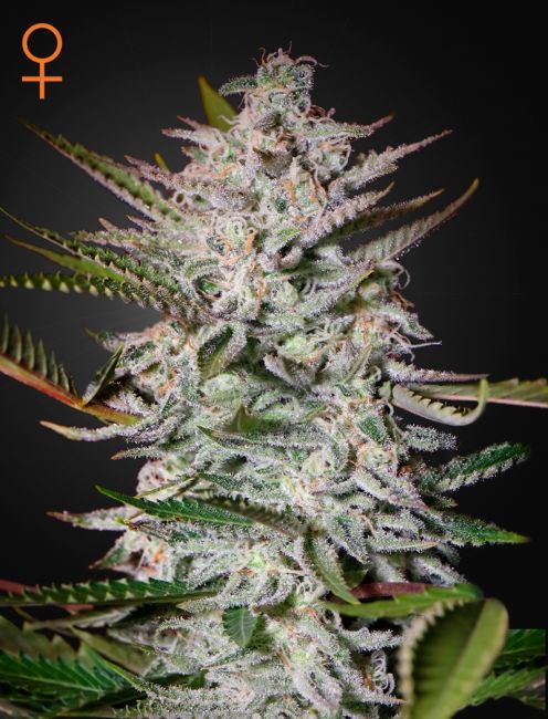 Holy Punch Feminised Seeds - 10