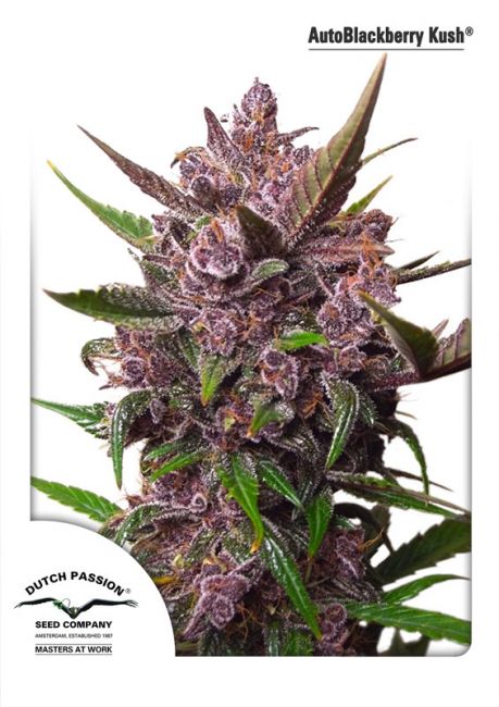 Blackberry Kush Auto Feminised Seeds - 3