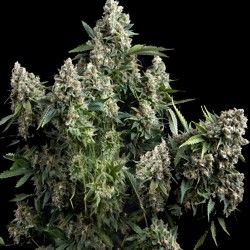 Tutankhamon Feminised Seeds - 5