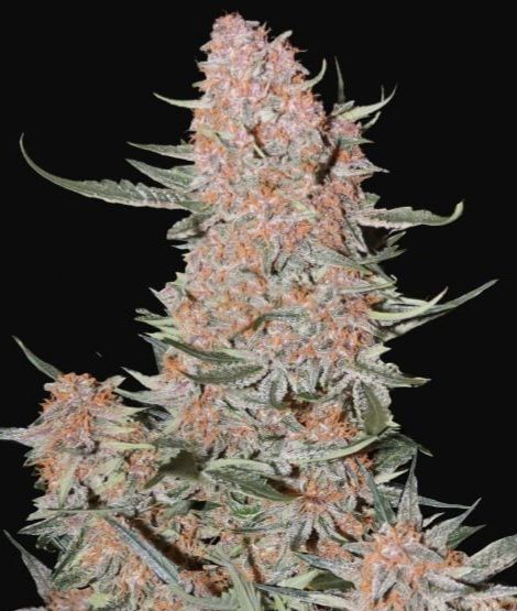 Ztrawberriez Auto Feminised Seeds - 5