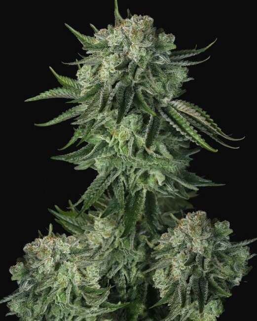 Original Moby Dick Auto Feminised Seeds - 5