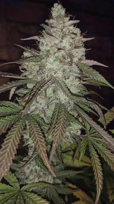 Strelka Regular Seeds - 5