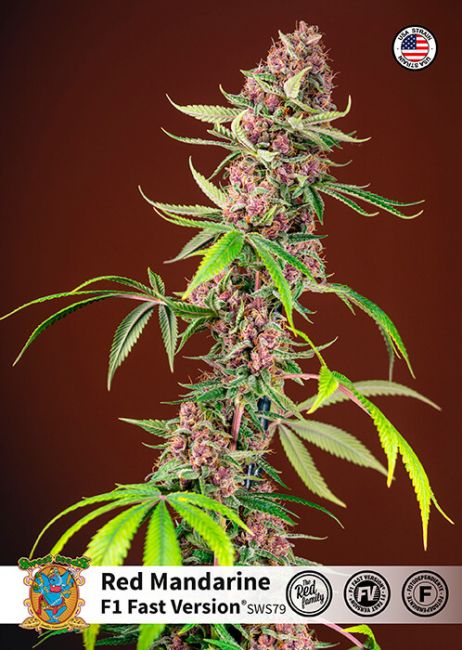 Red Mandarine F1 FAST Feminised Seeds - 3