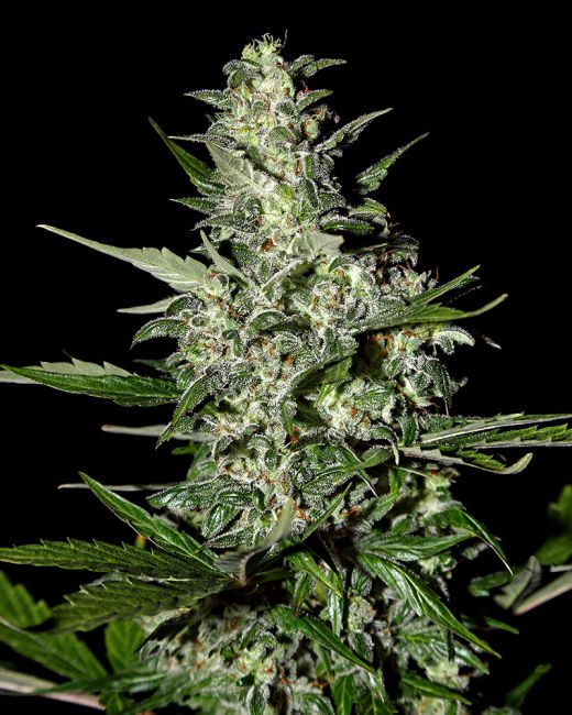 Super Critical AUTO Feminised Seeds - 10