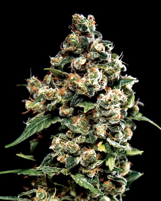 Jack Herer Feminised Seeds - 5