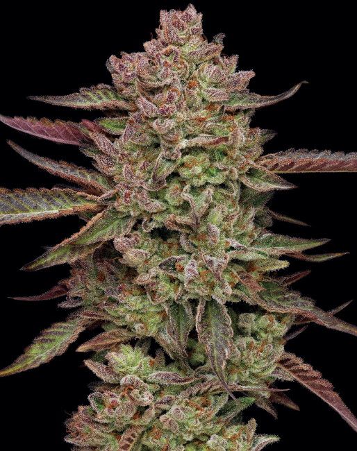 Gazzurple Feminised Seeds - 5