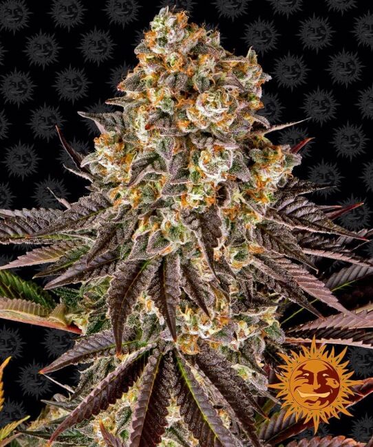 Gelato 45 Feminised Seeds - 5