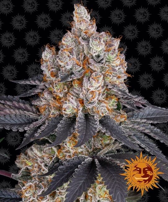 Gelato Feminised Seeds - 5