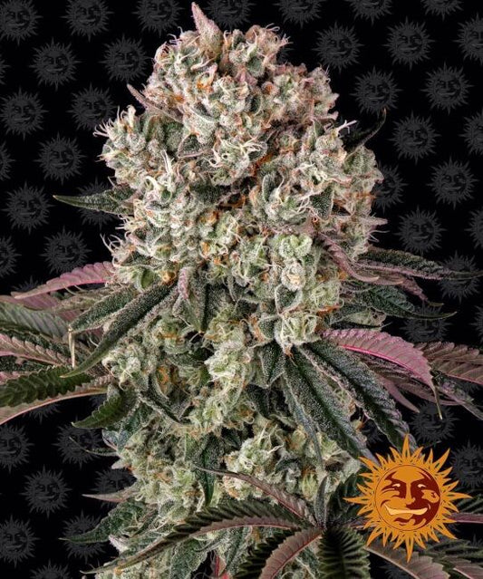 Glookies Feminised Seeds - 5