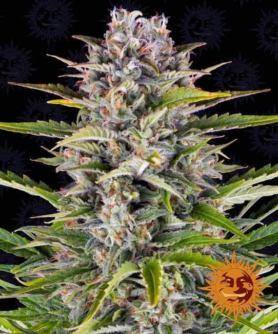 Gorilla Zkittlez Auto Feminised Seeds - 5