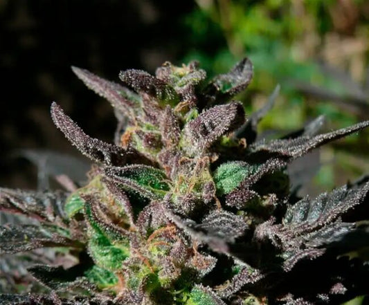 Grand Daddy Purple Feminised Seeds - 5